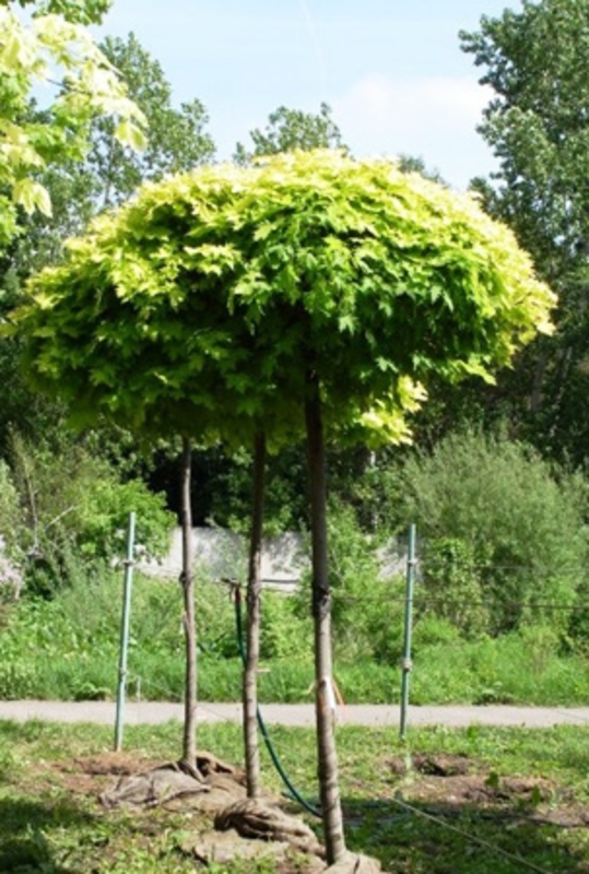 Клён остролистный Голден Глоб (Acer platanoides 'Golden Globe')