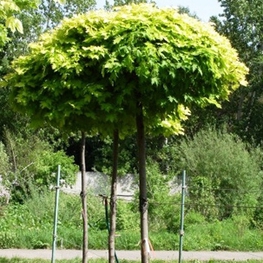 Клён остролистный Голден Глоб (Acer platanoides 'Golden Globe')