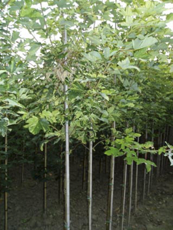 Клён ложноплатановый (явор) (Acer pseudoplatanus)