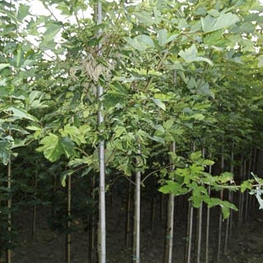 Клён ложноплатановый (явор) (Acer pseudoplatanus)