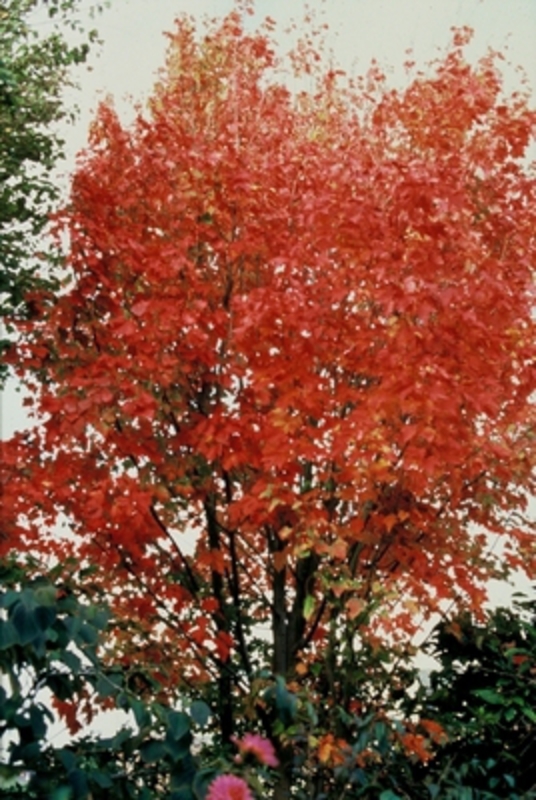Клен красный Сканлон (Acer rubrum 'Scanlon')