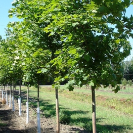 Клен остролистный Суперформ (Acer platanoides 'Superform')