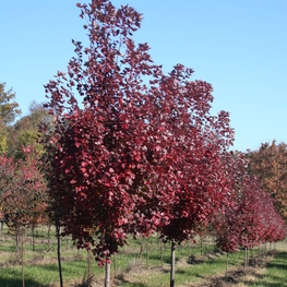 Клен красный Брэндивайн (Acer rubrum 'Brandywine')