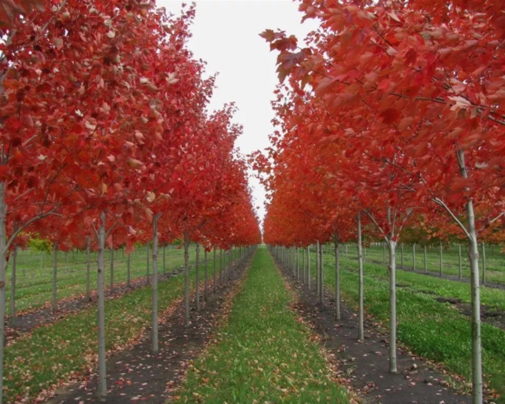 Клён красный Октобер Глори (Acer rubrum 'October Glory')