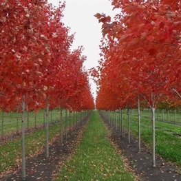 Клён красный Октобер Глори (Acer rubrum 'October Glory')