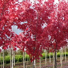 Клен красный Саммер Ред (Acer rubrum 'Summer Red')