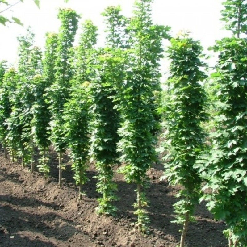 Клен остролистный Олмстед (Acer platanoides 'Olmsted')