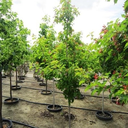 Клен татарский (Acer tataricum)