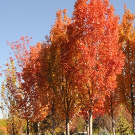Клен красный Армстронг (Acer rubrum 'Armstrong')