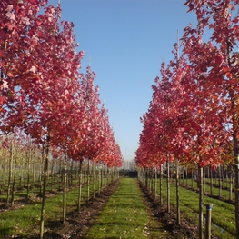 Клён красный Отум Флейм (Acer rubrum 'Autumn Flame')