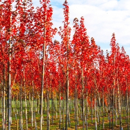 Клен красный Сан Валлей (Acer rubrum 'Sun Valley')