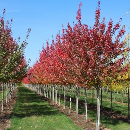 Клен красный Сомерсет (Acer rubrum 'Somerset')