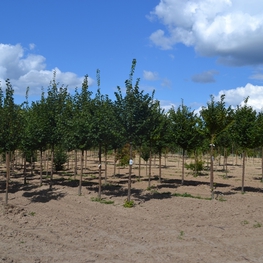 Липа мелколистная Гринспайер (Tilia cordata 'Greenspire')