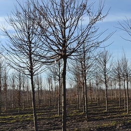 Липа мелколистная Гринспайер (Tilia cordata 'Greenspire')