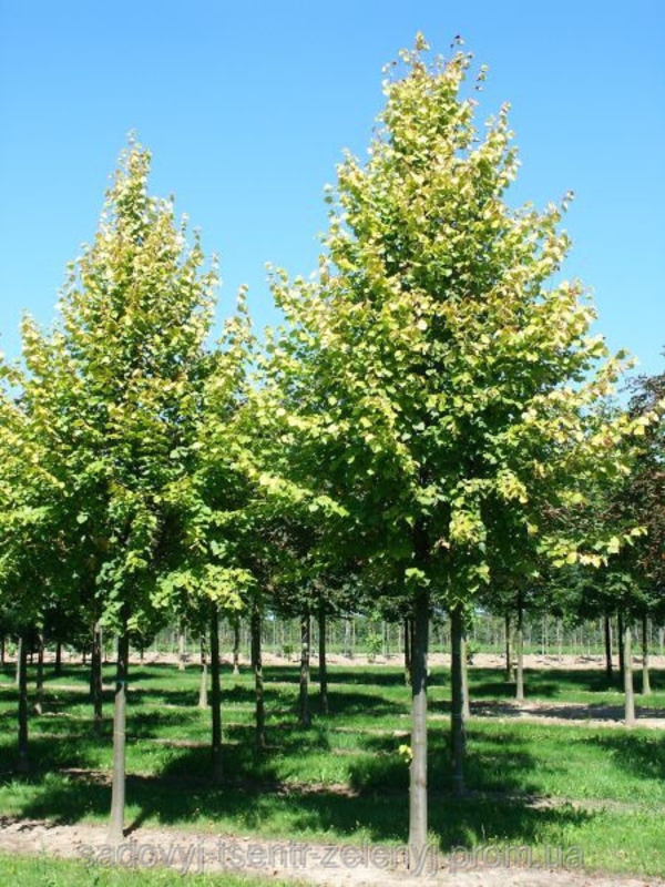Липа европейская Паллида (Tilia x europaea 'Pallida')