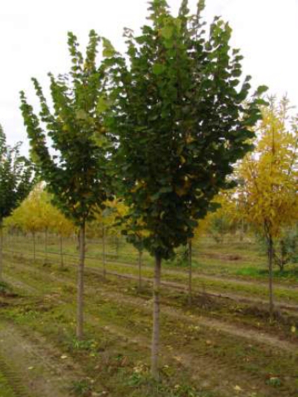 Липа крупнолистная Рубра (Tilia platyphyllos 'Rubra')