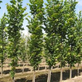 Липа крупнолистная Фастигиата (Tilia platyphyllos 'Fastigiata')