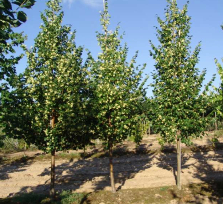 Липа мелколистная Ранчо (Tilia cordata 'Rancho')