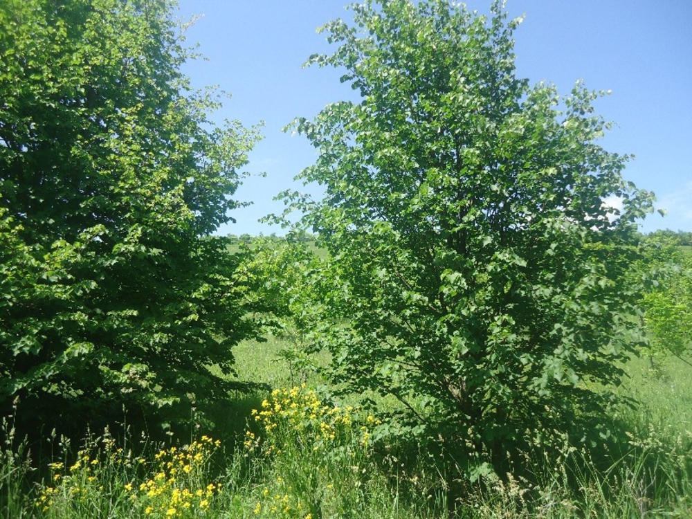 Липа мелколистная (Tilia cordata) кустовая