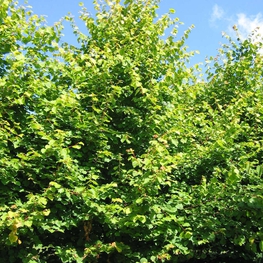 Липа мелколистная Винтер Оранж (Tilia cordata 'Winter Orange')