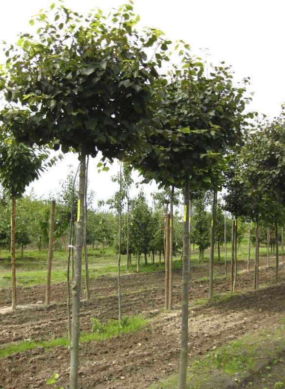 Липа мелколистная Грин Глоб (Tilia cordata 'Green Globe')