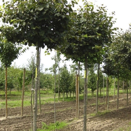 Липа мелколистная Грин Глоб (Tilia cordata 'Green Globe')