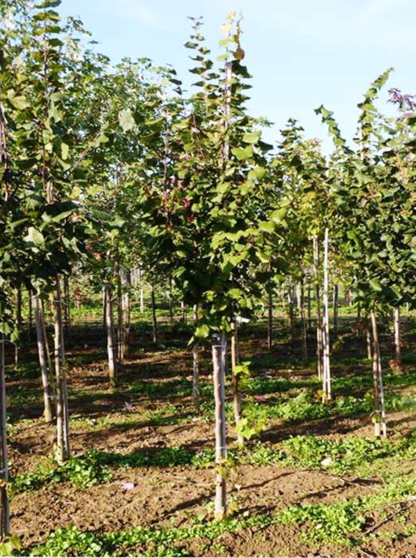 Липа крупнолистная Тип Текериш (Tilia platyphyllos 'Typ Tekerisch')