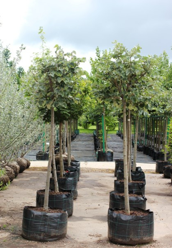 Липа войлочная Силвер Глоб (Tilia tomentosa 'Silver Globe')