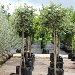 Липа войлочная Силвер Глоб (Tilia tomentosa 'Silver Globe')