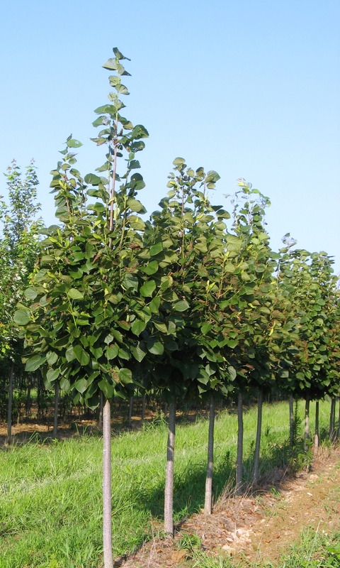 Липа американская Редмонд (Tilia americana 'Redmond')