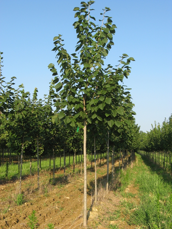 Липа американская Сентри (Tilia americana 'Sentry')