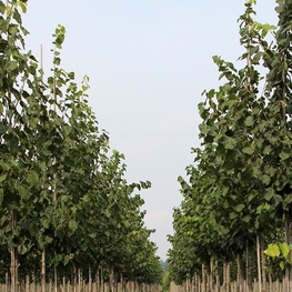 Липа желтеющая Гленлевен (Tilia x flavescens 'Glenleven')