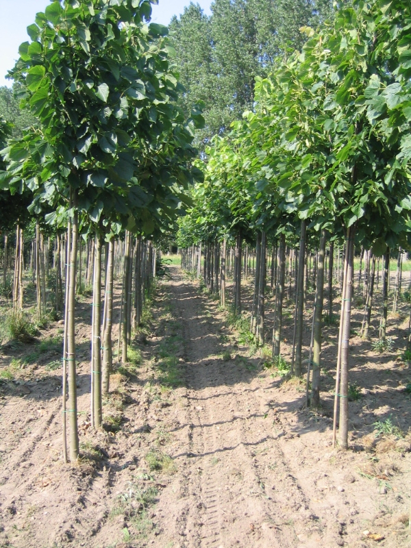 Липа крупнолистная Один (Tilia platyphyllos 'Odin')