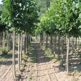 Липа крупнолистная Один (Tilia platyphyllos 'Odin')