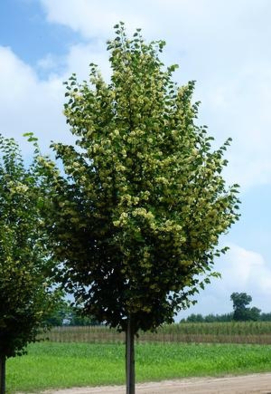 Липа мелколистная Корзам (Tilia cordata 'Corzam')