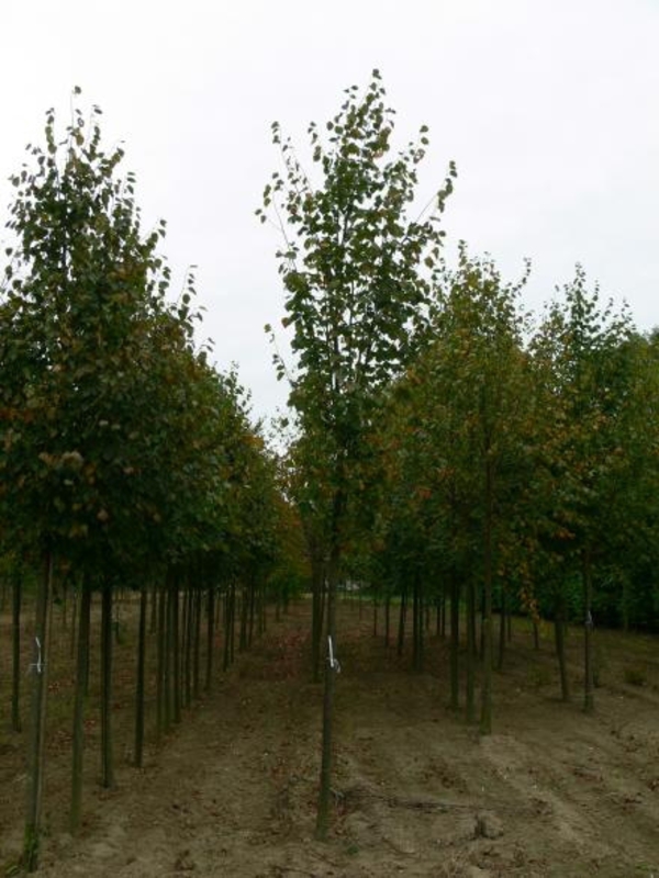 Липа сердцевидная Роэлво (Tilia cordata 'Roelvo')