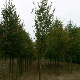 Липа сердцевидная Роэлво (Tilia cordata 'Roelvo')