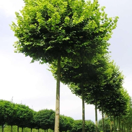 Липа крупнолистная Паннония (Tilia platyphyllos 'Pannonia')