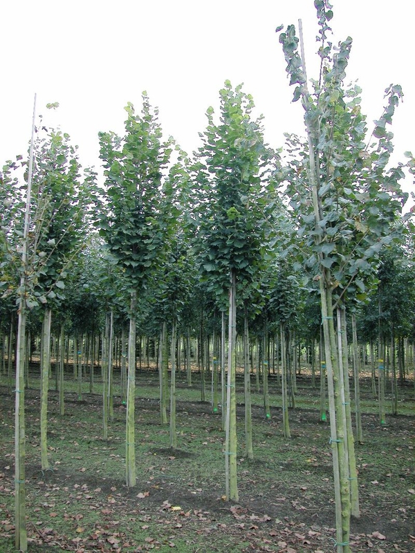 Липа крупнолистная Зельзате (Tilia platyphyllos 'Zelzate')