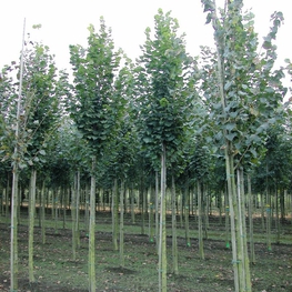 Липа крупнолистная Зельзате (Tilia platyphyllos 'Zelzate')