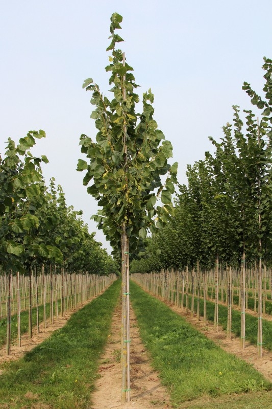 Липа американская Нова (Tilia americana 'Nova')