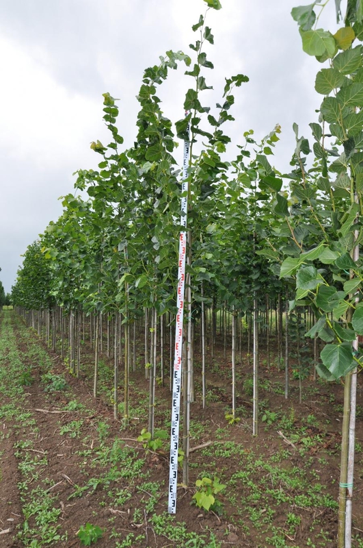 Липа европейская Эухлора (Tilia x euchlora)