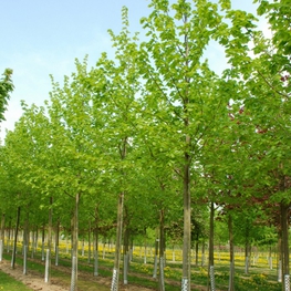Липа европейская Эухлора (Tilia x euchlora)
