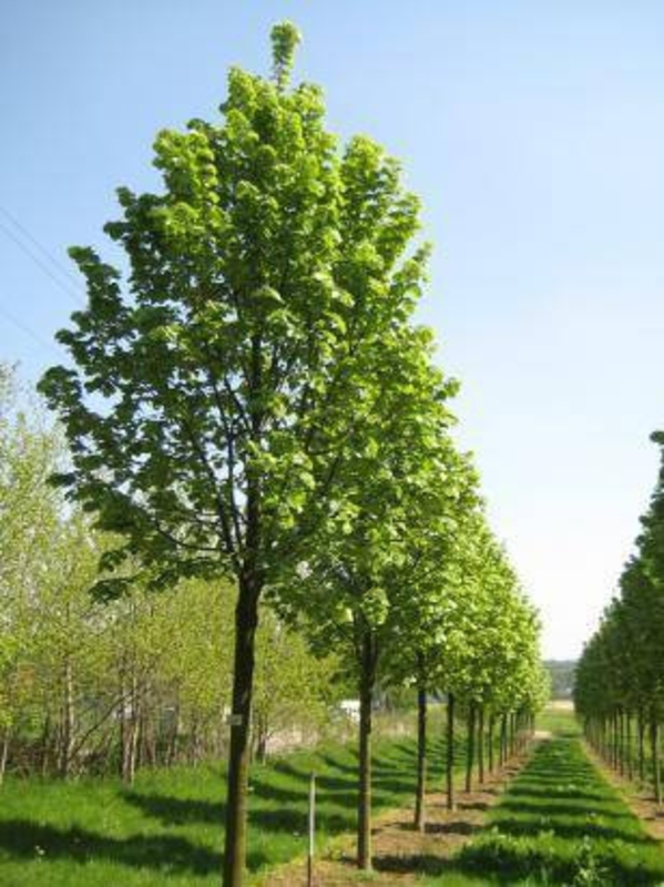 Липа войлочная Брабант (Tilia tomentosa 'Brabant')