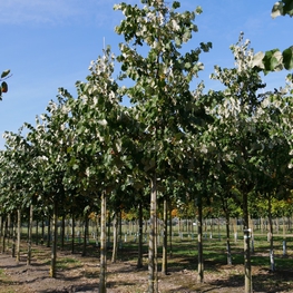 Липа войлочная (Tilia tomentosa)