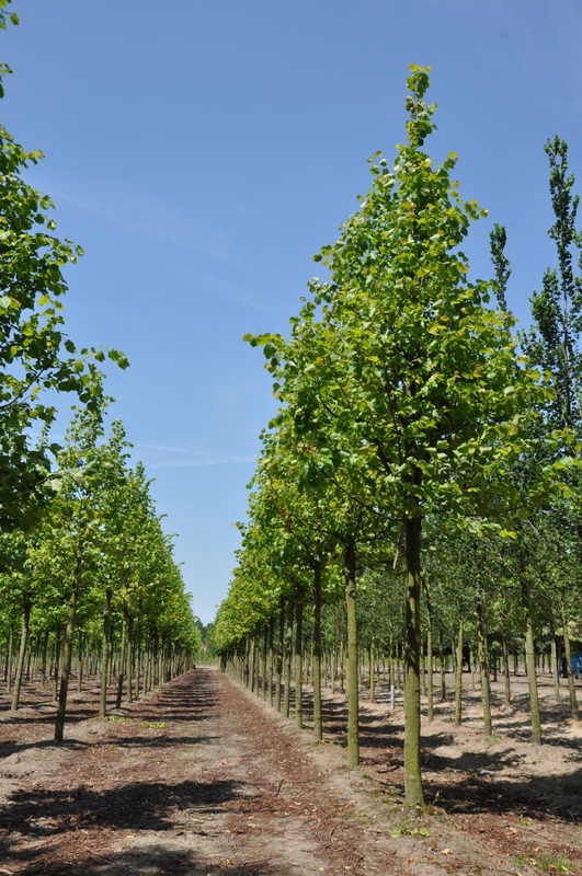 Липа крымская (Tilia x euchlora)