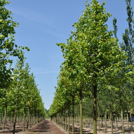 Липа крымская (Tilia x euchlora)