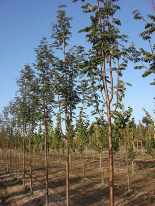 Рябина обыкновенная Аспленифолия (Sorbus aucuparia 'Asplenifolia')