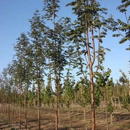 Рябина обыкновенная Аспленифолия (Sorbus aucuparia 'Asplenifolia')