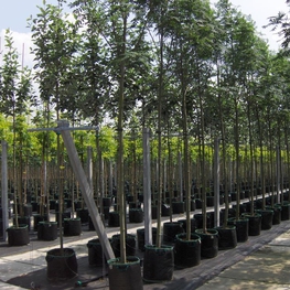 Рябина обыкновенная Ширвотер Сидлинг (Sorbus aucuparia 'Sheerwater Seedling')